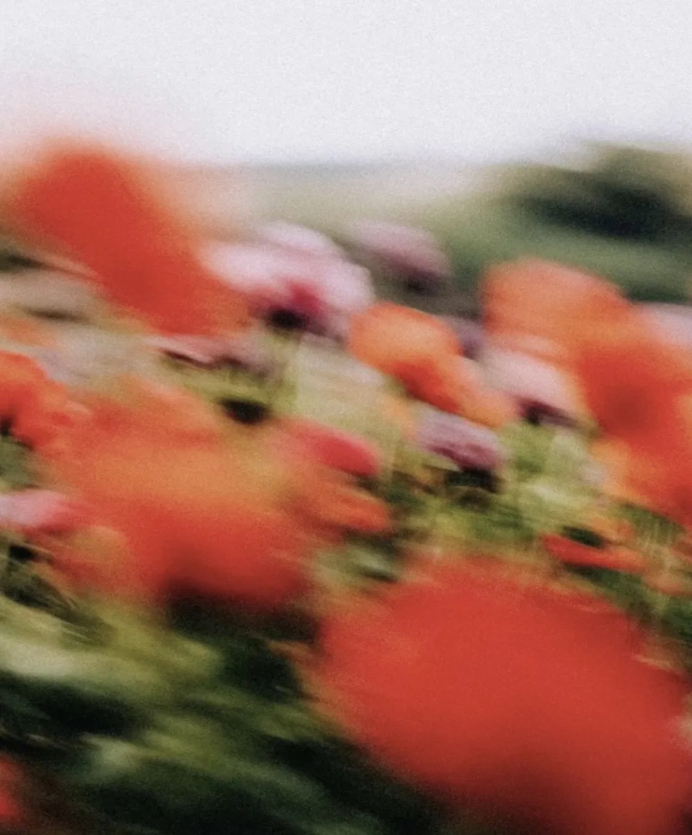 Motion-blurred poppy field