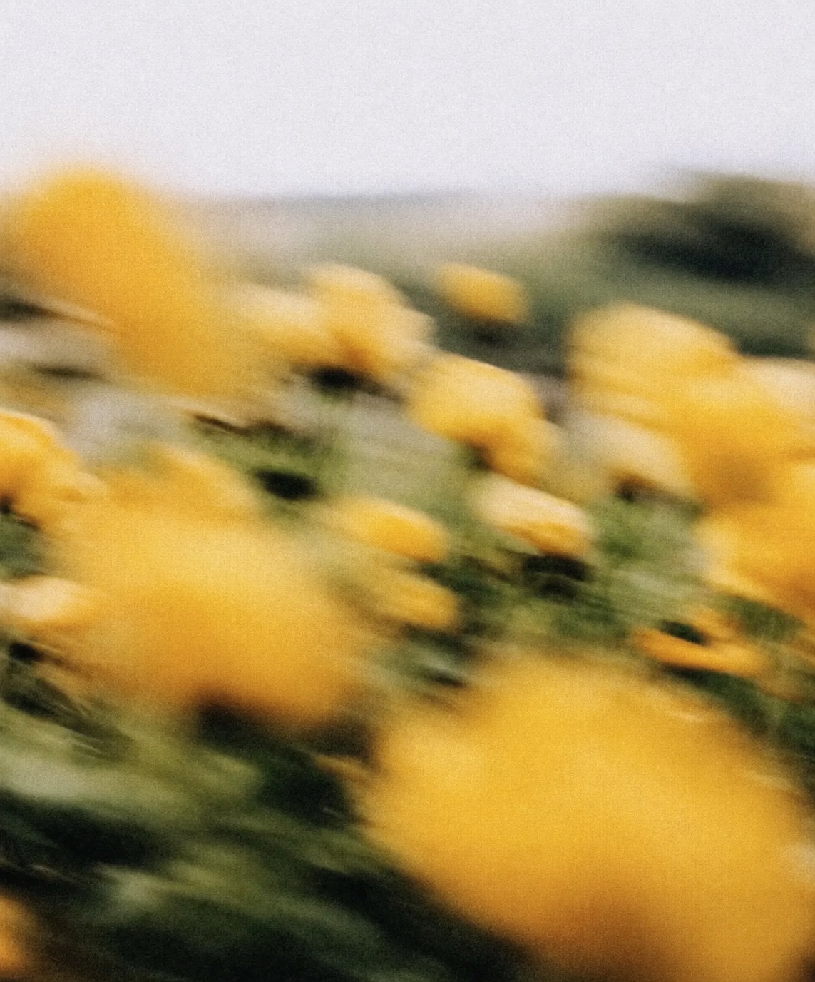 Motion-blurred yellow wildflowers in field